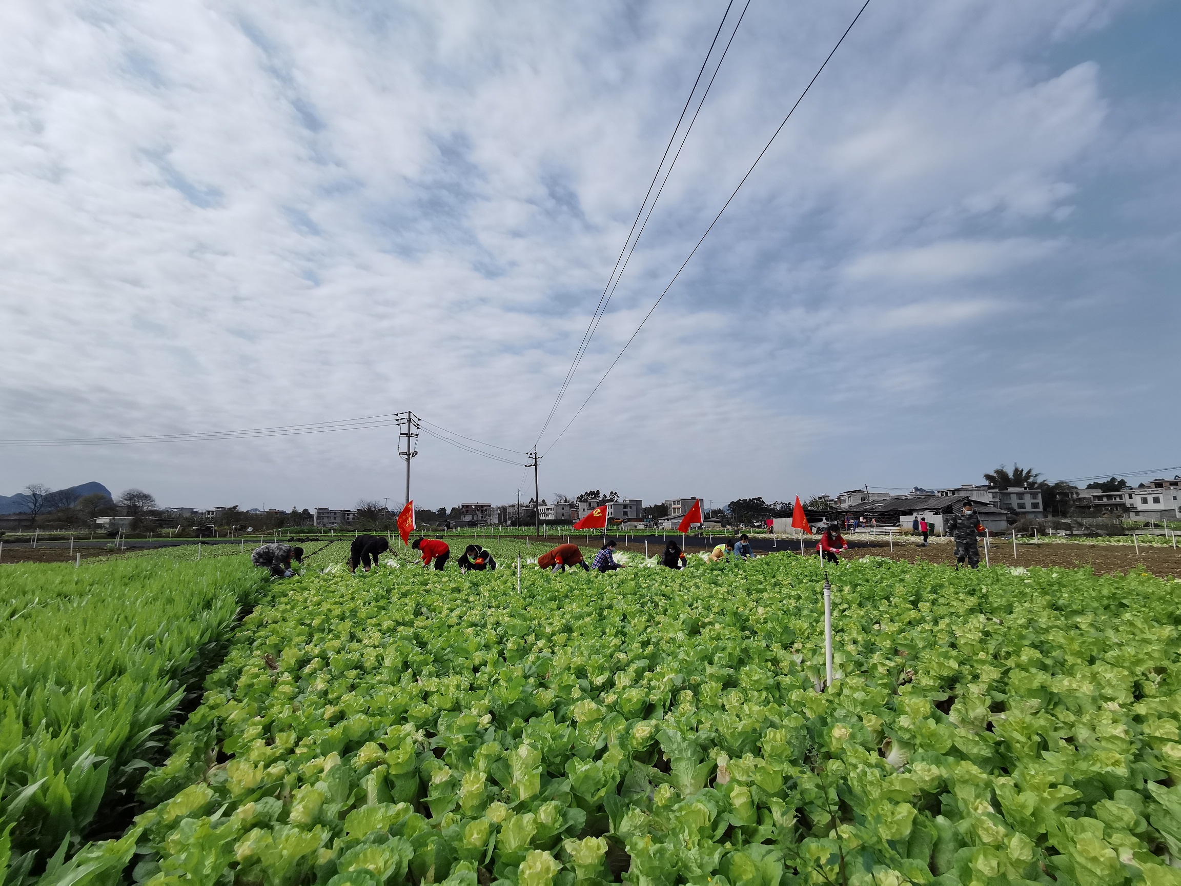 蔬菜丰收画卷正在进德镇徐徐展开