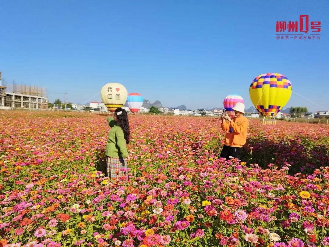 在柳江区百朋镇千荷园花海,市民游客在打卡拍照。